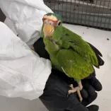 La pareja pretendía traficar ilegalmente 11 pericos frente naranja (Eupsittula canicularis), y 16 loros frente blanca (Amazona albifrons), de apenas unos días de nacidos.