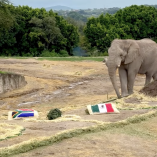 Elefante predice ganador en partido entre México y Sudáfrica.