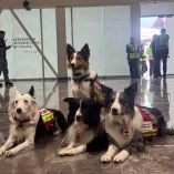 Los perros desplegados por la Cruz Roja son: Orly, Balam, Halley y Kenay.