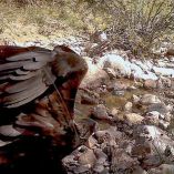 El avistamiento fue registrado por cámaras trampa instaladas en el Área de Protección de Recursos Naturales entre la Sierra Fría y Sierra del Laurel.