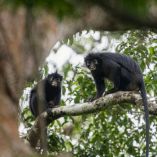 El Colobus congoensis fue identificado como una nueva especie de mono en el Congo.