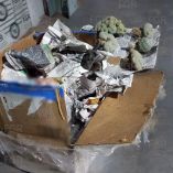 Las plantas aseguradas quedaron a disposición del Ministerio Público Federal, quien continuará las investigaciones.