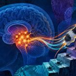 Científicos hallaron algunas neuronas responsables de la motivación