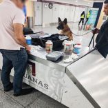 Semar y Aduanas aseguraron en el AICM un cargamento de 6 mil 858 pastillas con hidrocodona y acetaminofén, valuado en 6.8 millones de pesos.