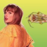 Taylor Swift inspira a nombres de nuevos insectos descubiertos en Australia.
