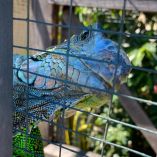 El despliegue de la Operación Madre Tierra VIII por parte de la Interpol logró golpear las estructuras del crimen organizado dedicadas al tráfico de fauna, la minería clandestina y la deforestación a escala industrial en varios países de América Latina.