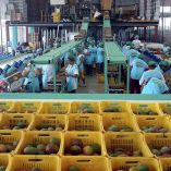 Bajo el Programa de Exportación de Mango hay registrados 808 huertos con ocho mil 737 hectáreas certificadas y una producción de 47 mil 801 toneladas