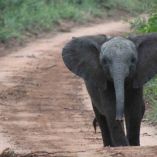Elefante ahuyenta a leopardo que acechaba a su presa