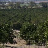Extenso cultivo de limón persa en el sureste mexicano, con árboles alineados en hileras bien definidas. Al fondo se observan invernaderos y zonas agrícolas adicionales, lo que evidencia la tecnificación creciente del campo en esta región. Esta plantación es parte del auge exportador del cítrico mexicano.