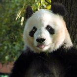 imagen de un oso panda 