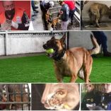 Collage de animales rescatados en CDMX