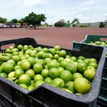 Cajas de limones listas para transportarse.