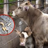 Dos ejemplares de ganado bovino y un acercamiento de gusano barrenador.