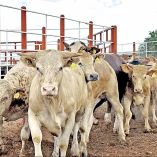 Cabezas de ganado bovino en Sinaloa.