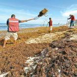 Empleados de Cancún trabajan diario en la limpieza de las playas.