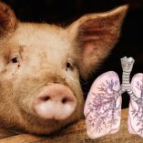 primer trasplante de pulmón de cerdo a humano Foto Canva