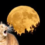  Luna de Cosecha mexico cuando y como verla