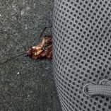 ¿Por qué no debes pisar las cucarachas