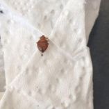 Chinches invaden salones de Ingeniería en la UNAM