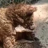 Profepa reevaluarán estado de osa rescatada tras viralización de imágenes críticas