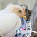 Suspenden eventos avícolas en EU por riesgo de gripe aviar Foto Canva