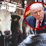 Aranceles le rebotan a EU y Trump pide bajar precio de la carne