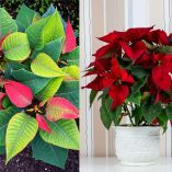 Cómo hacer que florezcan las nochebuenas del año pasado