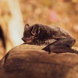 Existen vacunas contra la rabia si entraste en contacto con un murciélago. Foto: Pexels