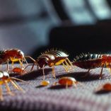a de chinches obliga a cerrar un famoso cine de París