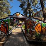La Mariposa Monarca se encuentra en la categoría de Especie Sujeta a Protección Especial. Foto: Ernesto Méndez