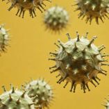 Tratamientos del virus sincicial para bebés entran en la mira del gobierno estadunidense