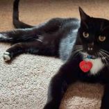 Shadow, el gatito que sobrevivió cinco meses en la naturaleza y vuelve a casa para Navidad