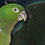Lorito maya K’ili en riesgo crítico de extinción en Campeche por deforestación y captura ilega