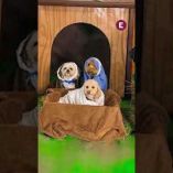 Una guardería canina en el sur de Manchester sorprendió en redes sociales al recrear el nacimiento del Niño Jesús con perritos como protagonistas; la original escena navideña conquistó a miles por su ternura y espíritu festivo