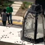 Vecinos del fraccionamiento Florencia en Tizayuca, Hidalgo, viven con una invasión de moscas.