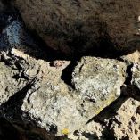 INAH Puebla conserva fósiles de gliptodonte y otras especies descubiertos en San Sebastián Villanueva.