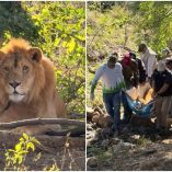 León abandonado en Nayarit