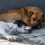 Durante 2019, la Fiscalía General de Justicia de Nuevo León recibió 33 denuncias por maltrato animal, mientras que en 2018 se contabilizaron 41 reportes.