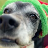 Las cartas para Santa Claus pueden enviarse hasta el 24 de diciembre, mientras que los mensajes dirigidos a los Reyes Magos se recibirán hasta el 5 de enero.