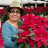 La flor de nochebuena es originaria de México, para los mexicas era un símbolo muy importante