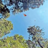 Mariposas monarcas volando en su reserva en México.