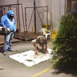 Se identifican las muestras de organismos encontrados por inspectores federales en productos y subproductos que ingresan al país por puertos, aeropuertos y aduanas.