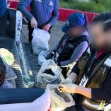 Elementos de la SSPC detectaron en un vehículo con 39 bolsas transparentes con el producto marino.