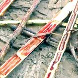 Varas de caña visiblemente dañadas por la plaga del hongo Fusarium.