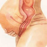 Estudio revela lo que el útero siente en el parto