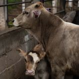 Senasica activó protocolos de vigilancia y control para evitar la propagación de la plaga en la región.