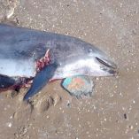 delfín nariz de botella