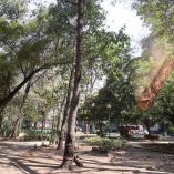 La mayoría de estos árboles, principalmente de la especie canaria, fueron plantados a principios del siglo XX