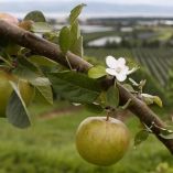 Investigación antidumping sobre la importación de manzanas originarias de Estados Unidos