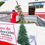 Centros de acopio de árboles en Neza.